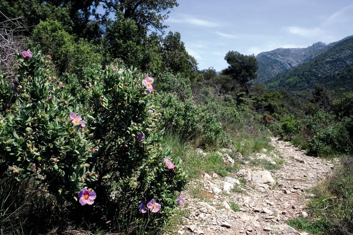 Chemin de garrigue méditerranéenne, pins et lumière d'été